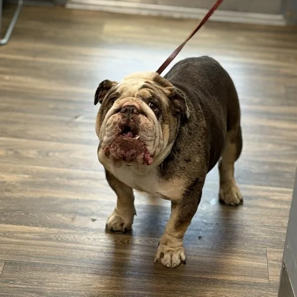 An adult large-sized male American Bulldog dog named Potato for adoption in San Diego, CA