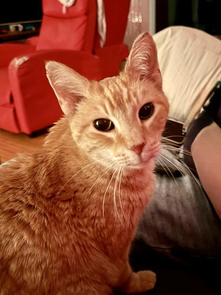 A senior large-sized male Black & White / Tuxedo Domestic Short Hair cat named Angus Bonded Sibling Pair for adoption in Chicago, IL