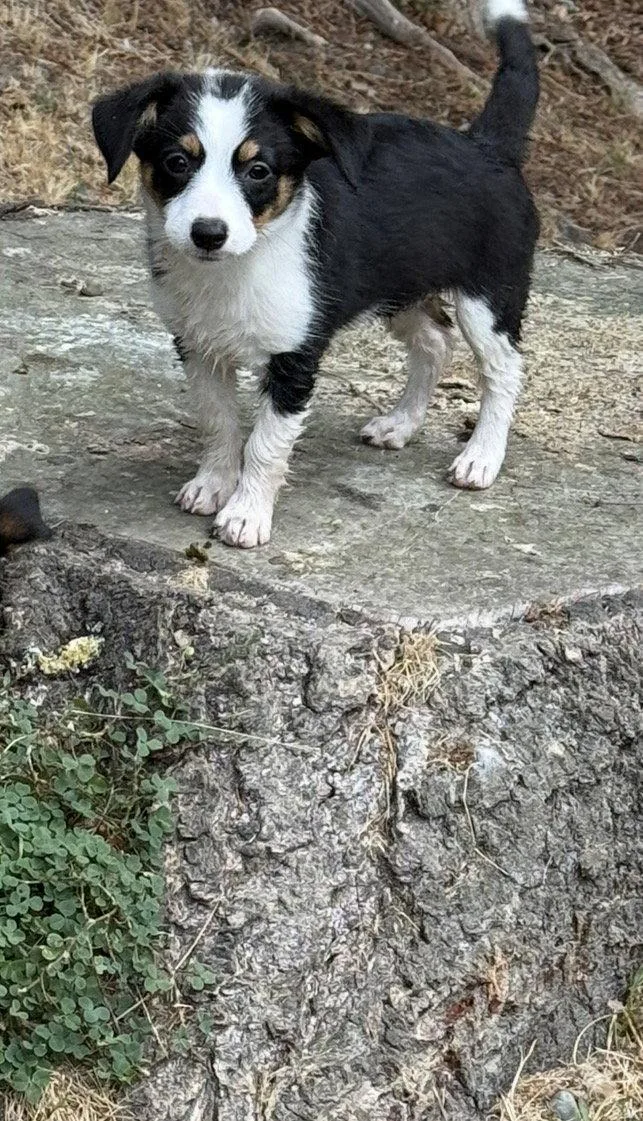A baby medium-sized female Terrier dog named Iris for adoption in Bothell, WA