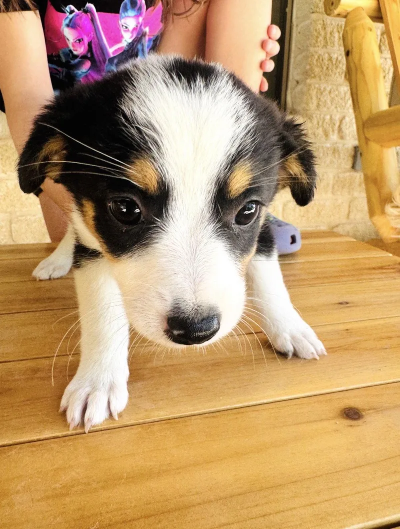 Iris thumbnail 2