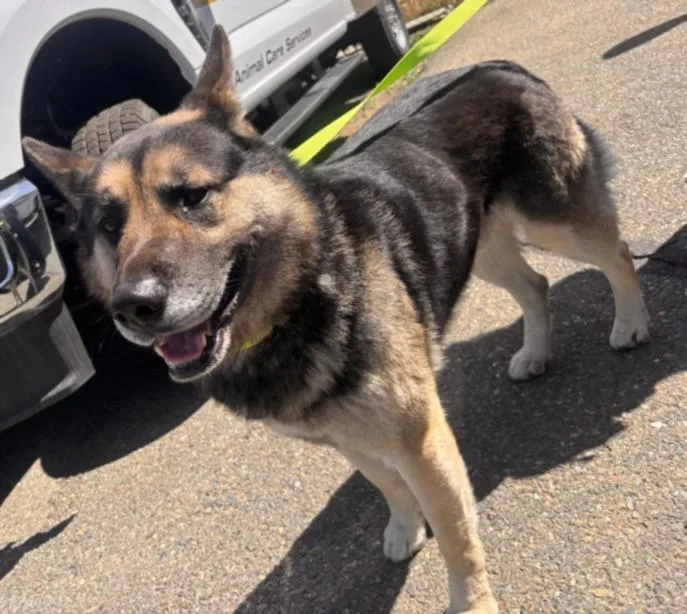 An adult large-sized male German Shepherd Dog dog named A for adoption in Olivehurst, CA