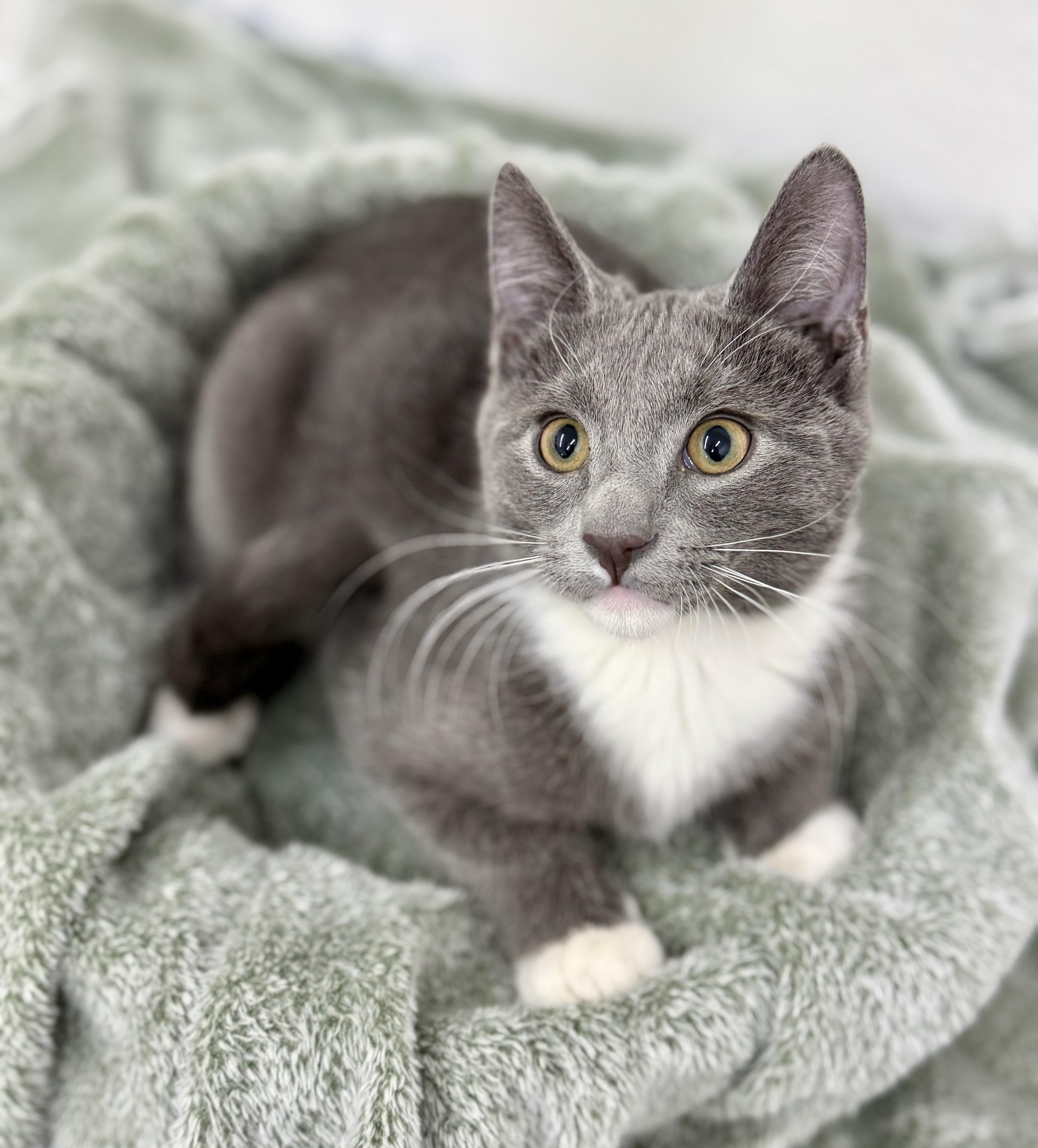 A young medium-sized male Gray & White Domestic Short Hair cat named Johnny for adoption in Sonora, CA
