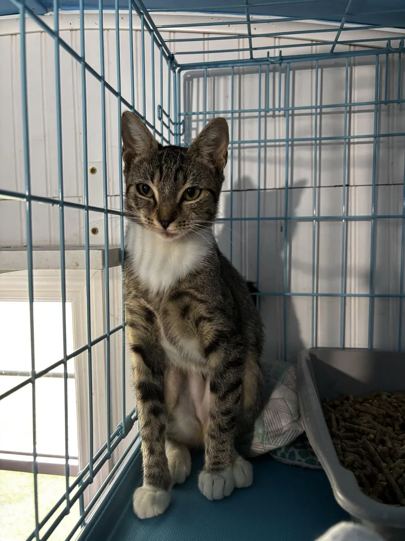 A young medium-sized female Domestic Short Hair cat named Jelly Fish for adoption in Tampa, FL