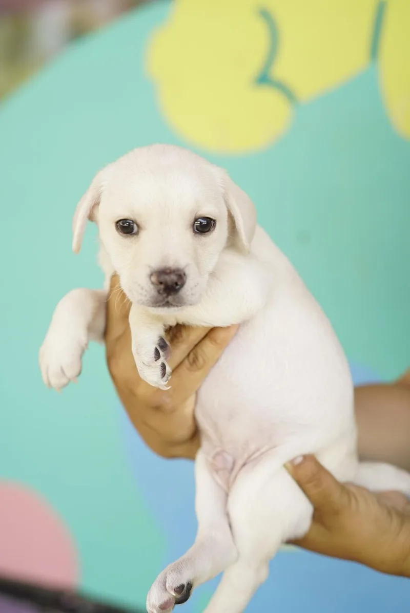 A baby small-sized male French Bulldog dog named Captain for adoption in Pasadena, CA