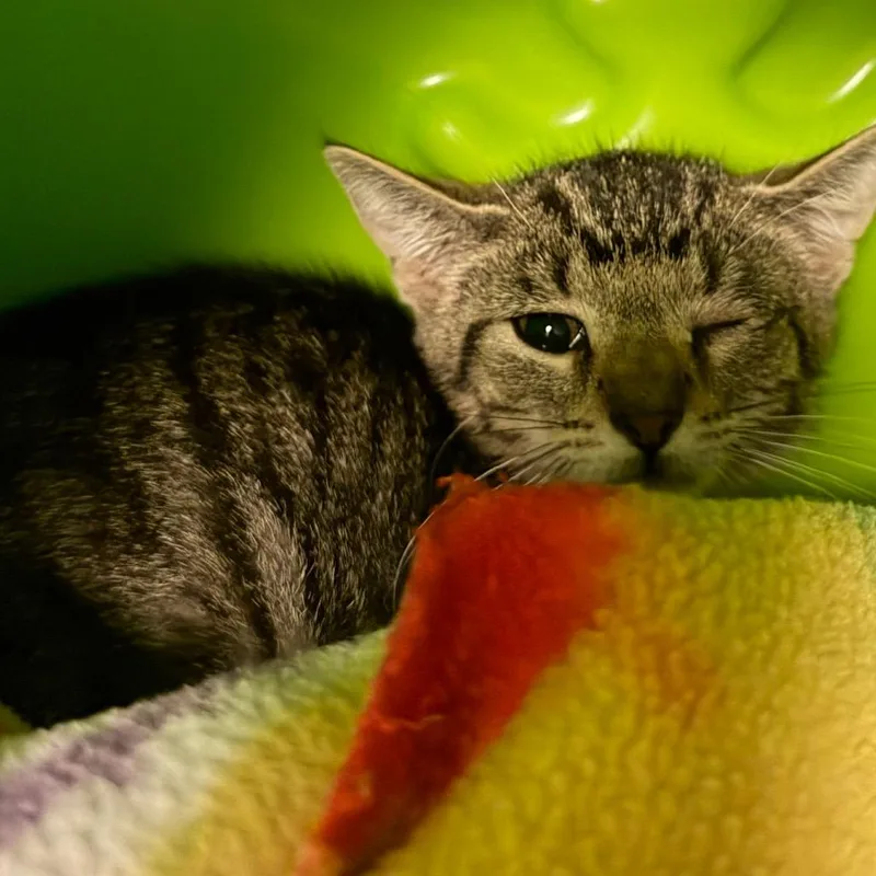 A baby small-sized female Domestic Short Hair cat named Storm for adoption in Waukesha, WI