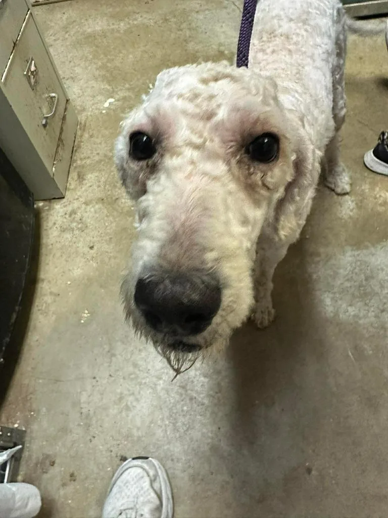 A young medium-sized female Poodle dog named Ella for adoption in New Braunfels, TX