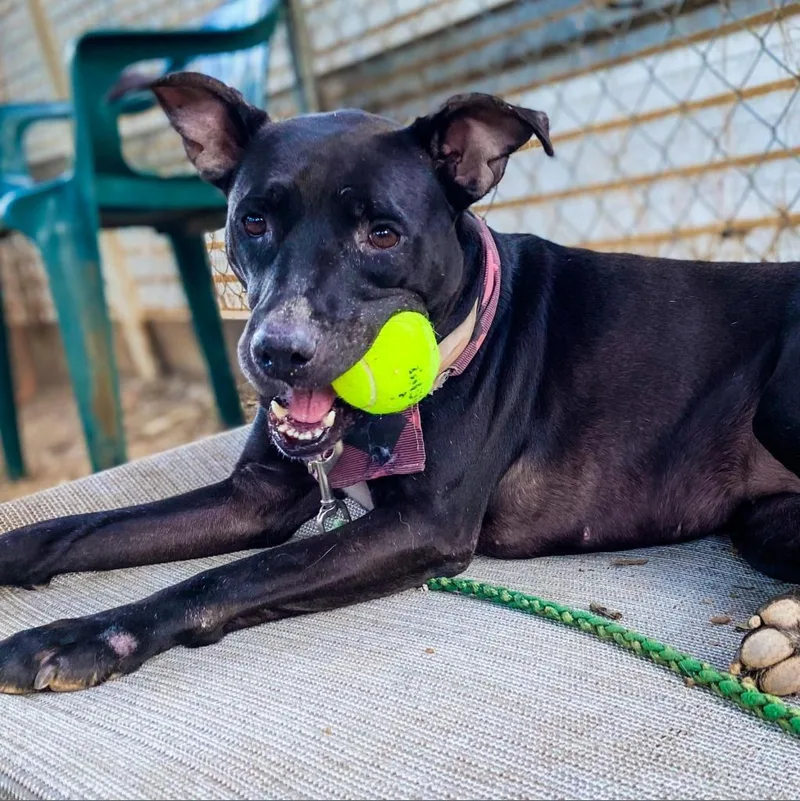 A senior medium-sized female Black Labrador Retriever dog named Grizelda for adoption in Austin, TX