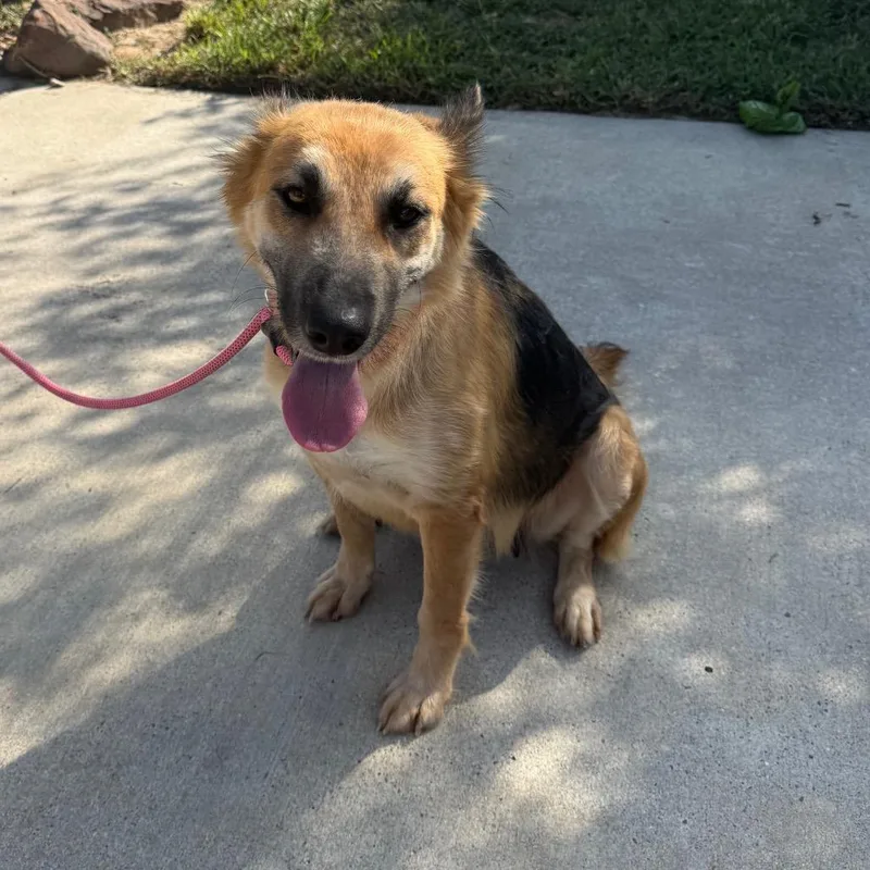 A young medium-sized female Bicolor German Shepherd Dog dog named Bridget for adoption in Spring, TX