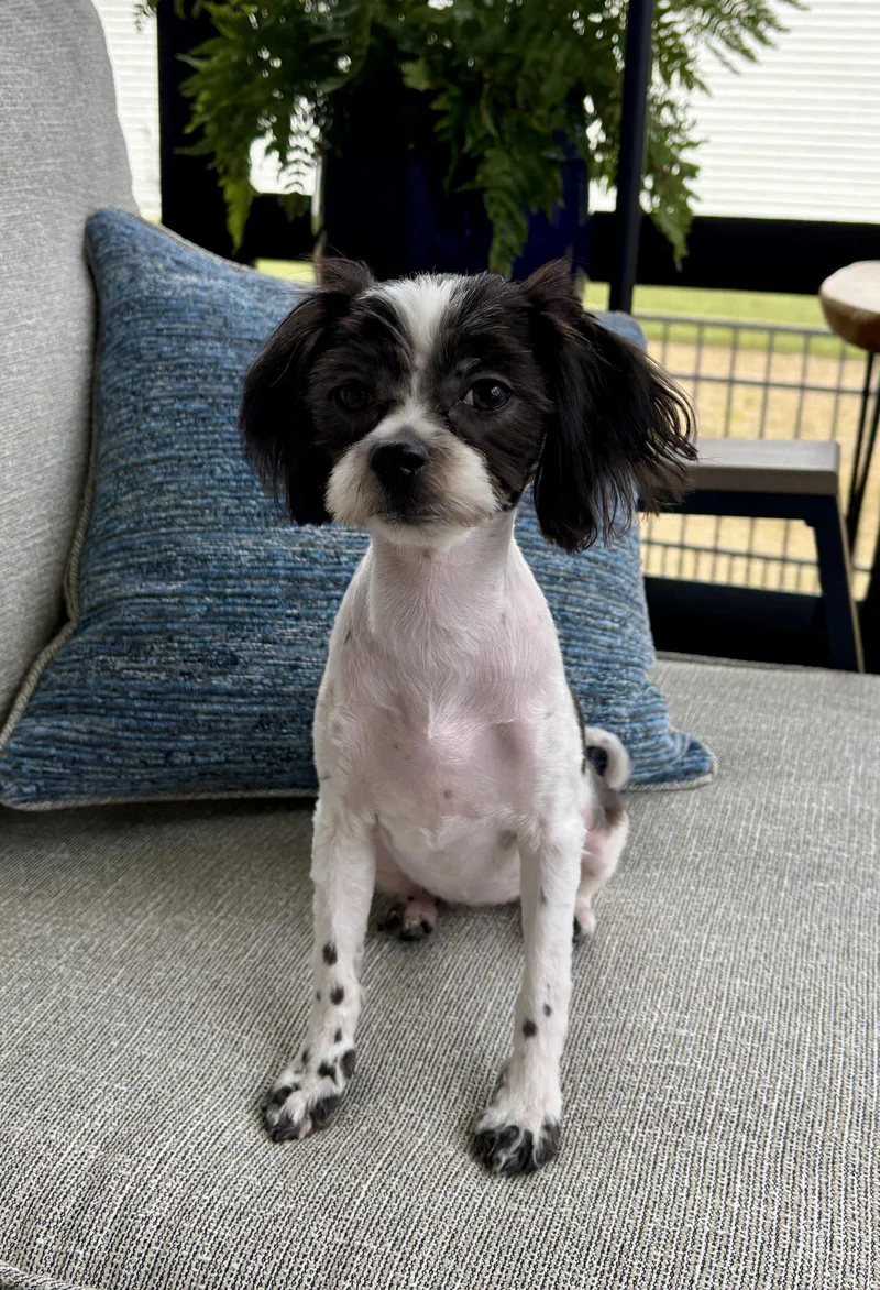 Ivy