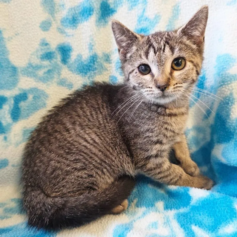 A baby small-sized female Brown / Chocolate Domestic Short Hair cat named Murphy for adoption in Mount Juliet, TN