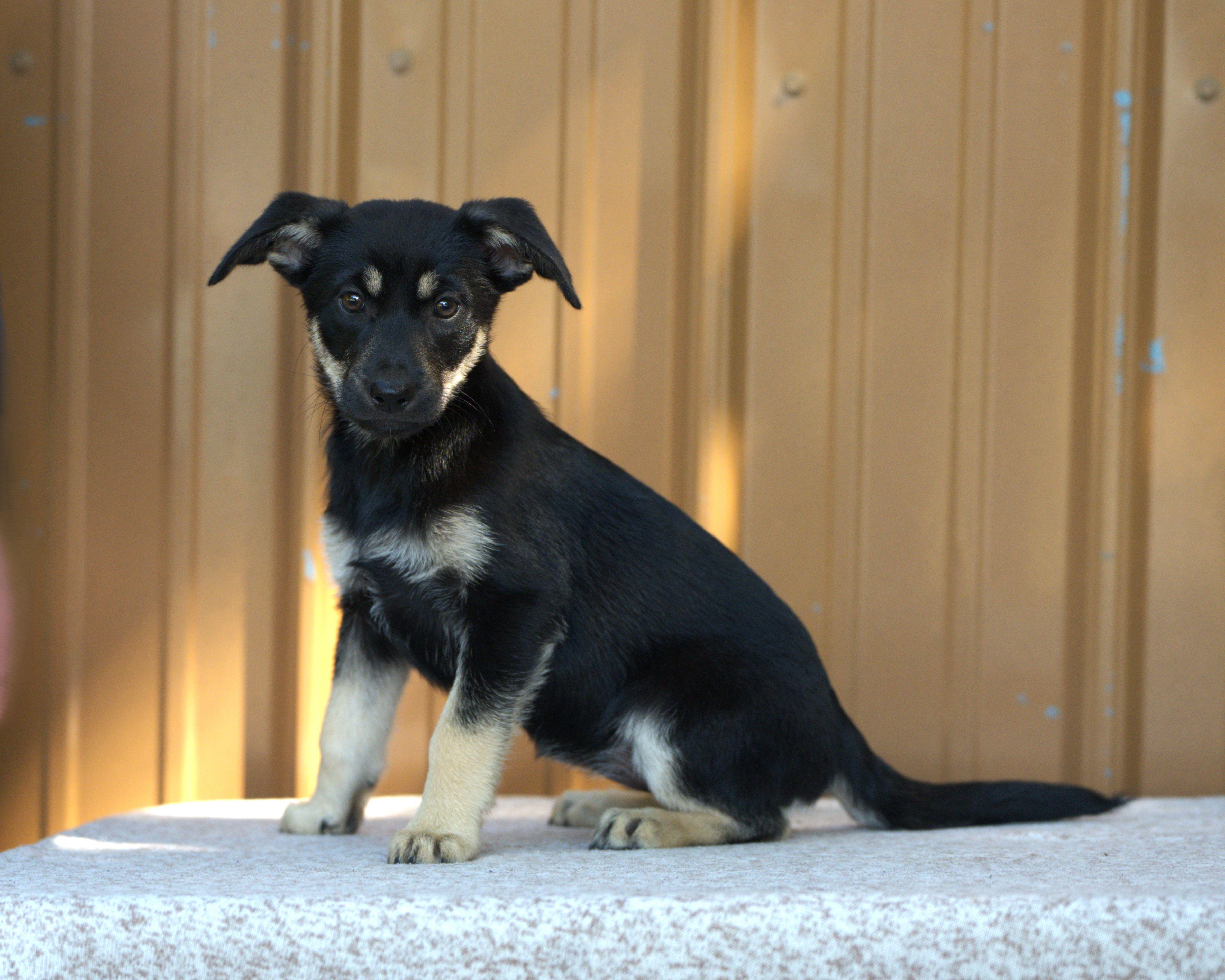 A baby medium-sized female Bicolor Mixed Breed dog named Ann Wilson for adoption in Hoquiam, WA