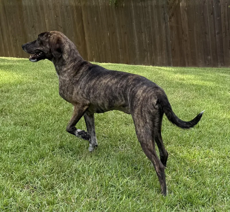 A young medium-sized female Brindle Treeing Walker Coonhound dog named Stormy for adoption in Arlington, TN