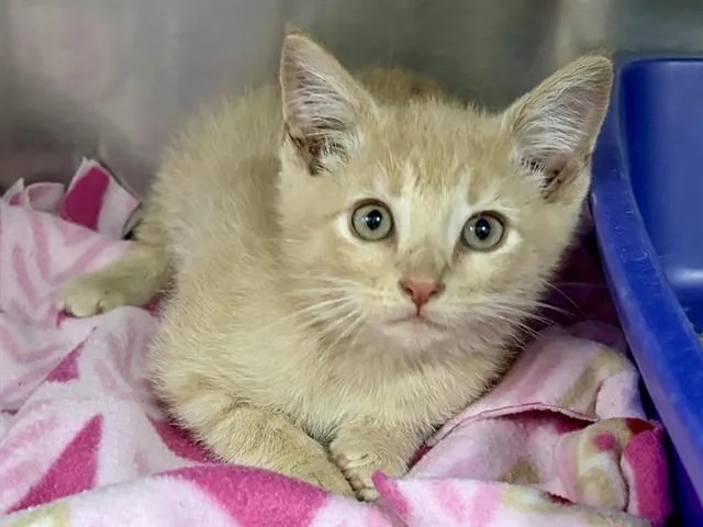 A baby small-sized male Domestic Short Hair cat named Jaye for adoption in Ames, IA