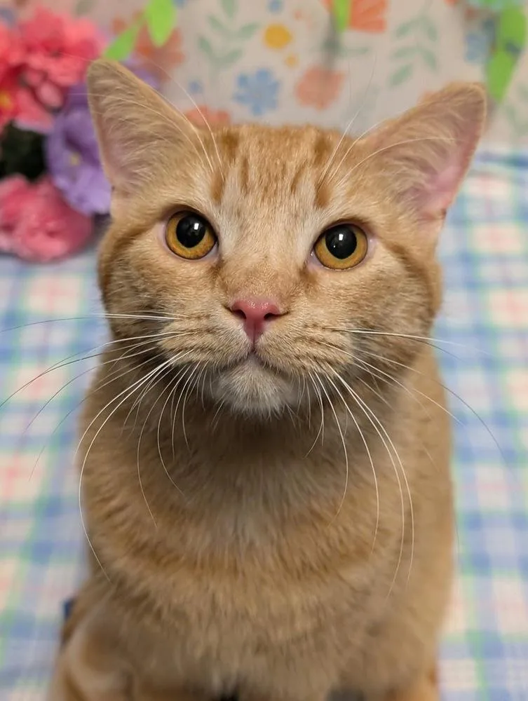 An adult medium-sized male Domestic Short Hair cat named Fred for adoption in Greensboro, NC