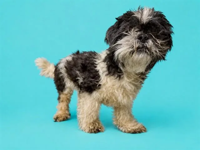 A senior medium-sized male Shih Tzu dog named Poncho for adoption in Miami, FL