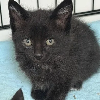 A baby medium-sized male Black Domestic Short Hair cat named Bo Radley for adoption in Germansville, PA