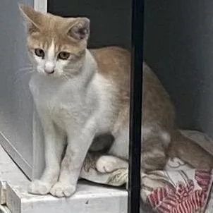 A baby small-sized male Buff / Tan / Fawn Domestic Short Hair cat named Rowen for adoption in Columbus, GA