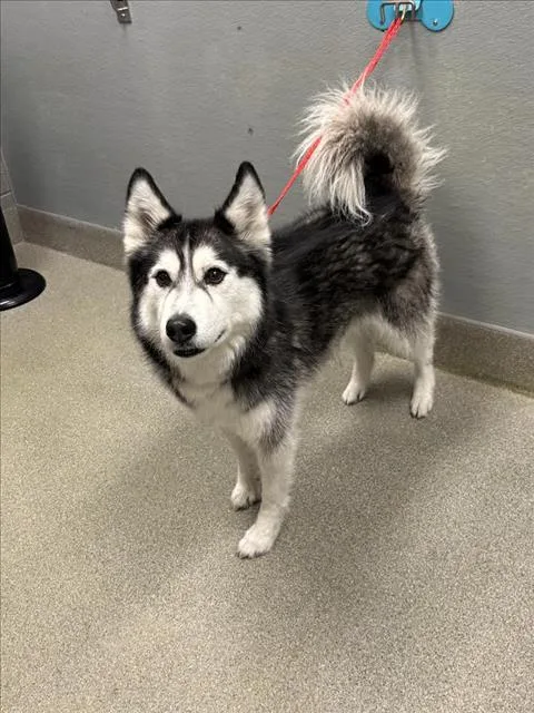 An adult large-sized female Siberian Husky dog named Shea for adoption in Las Vegas, NV