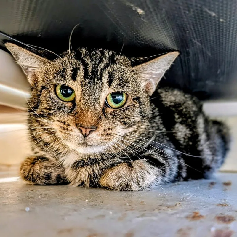 A young medium-sized female Domestic Short Hair cat named Libra for adoption in Delaware, OH
