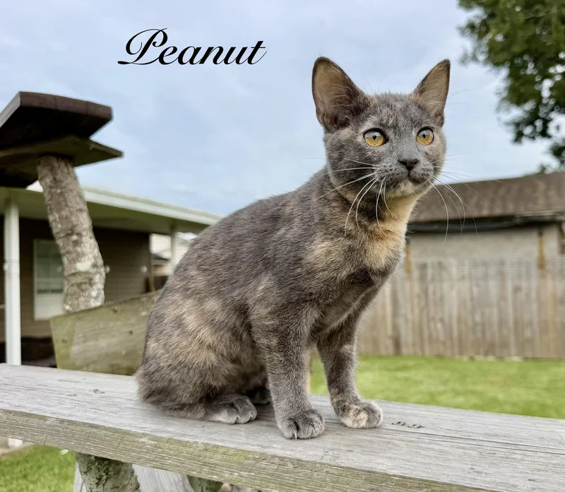 A baby medium-sized female Domestic Short Hair cat named Peanut for adoption in Metairie, LA