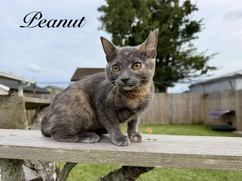 Peanut thumbnail 4