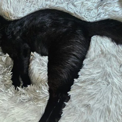 A baby small-sized female Black Domestic Short Hair cat named Bellatrix for adoption in Tampa, FL