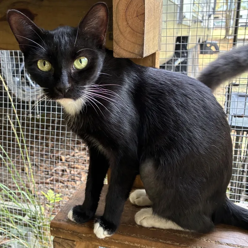 An adult medium-sized female Black & White / Tuxedo Domestic Short Hair cat named Dolly for adoption in HARTFORD, AL