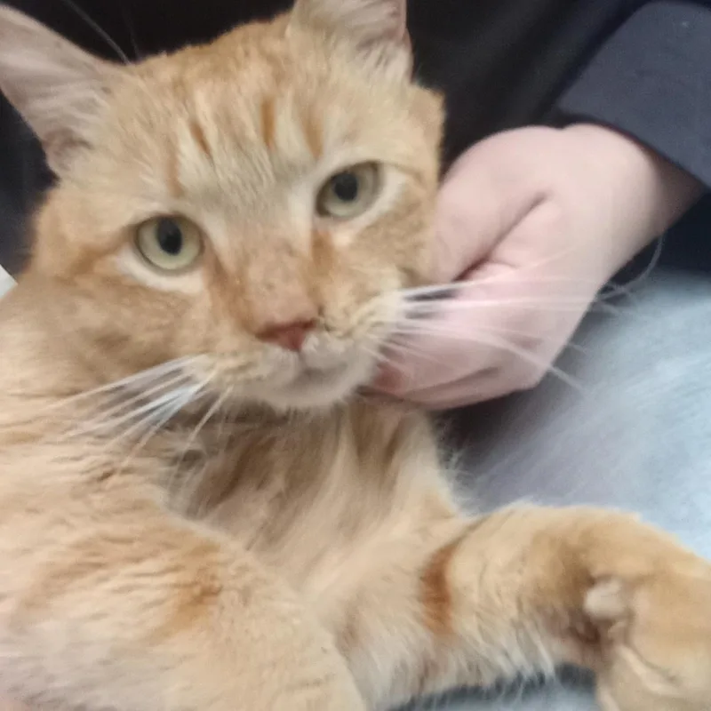 An adult large-sized male Orange / Red Domestic Short Hair cat named Cheeto for adoption in Charlotte, NC