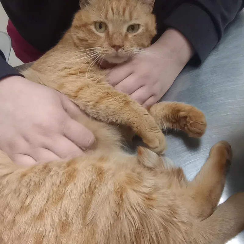Cheeto thumbnail 2