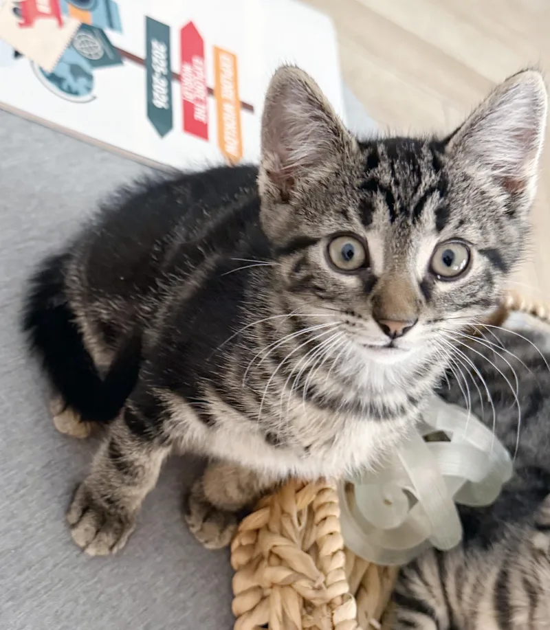 A baby medium-sized male Black Domestic Short Hair cat named Piglet for adoption in Lake Monroe, FL
