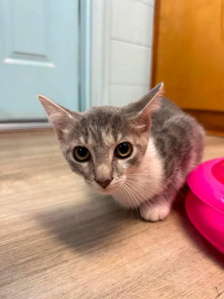 A baby medium-sized male Tabby (Gray / Blue / Silver) Domestic Short Hair cat named Ringo for adoption in Wilmington, NC