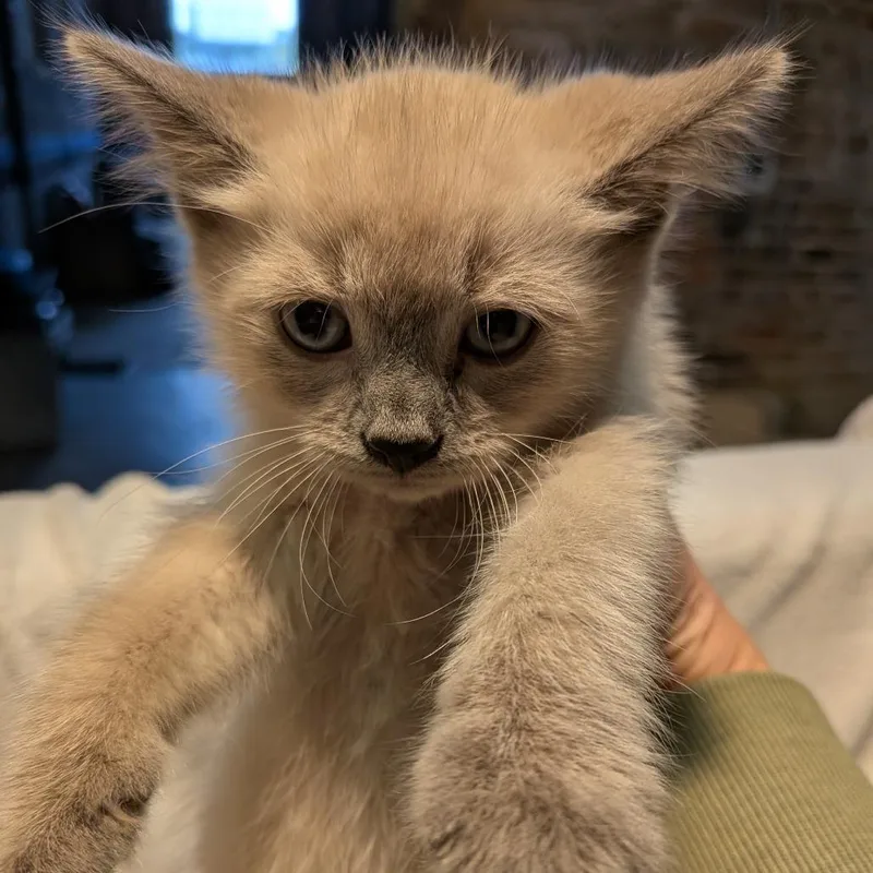 A baby small-sized male Cream / Ivory Domestic Short Hair cat named Lou for adoption in Fairfax, VA
