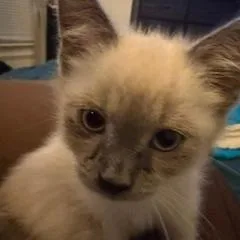 Lou thumbnail 3
