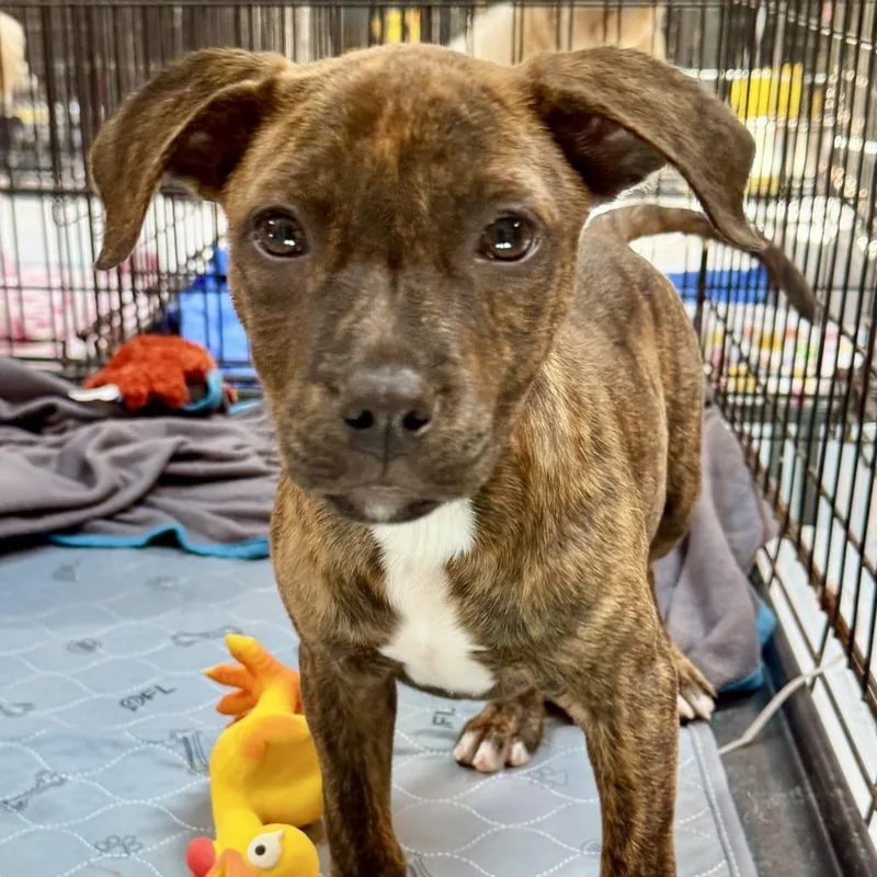 A baby small-sized male Brindle Mixed Breed dog named Roo for adoption in Hinsdale, IL