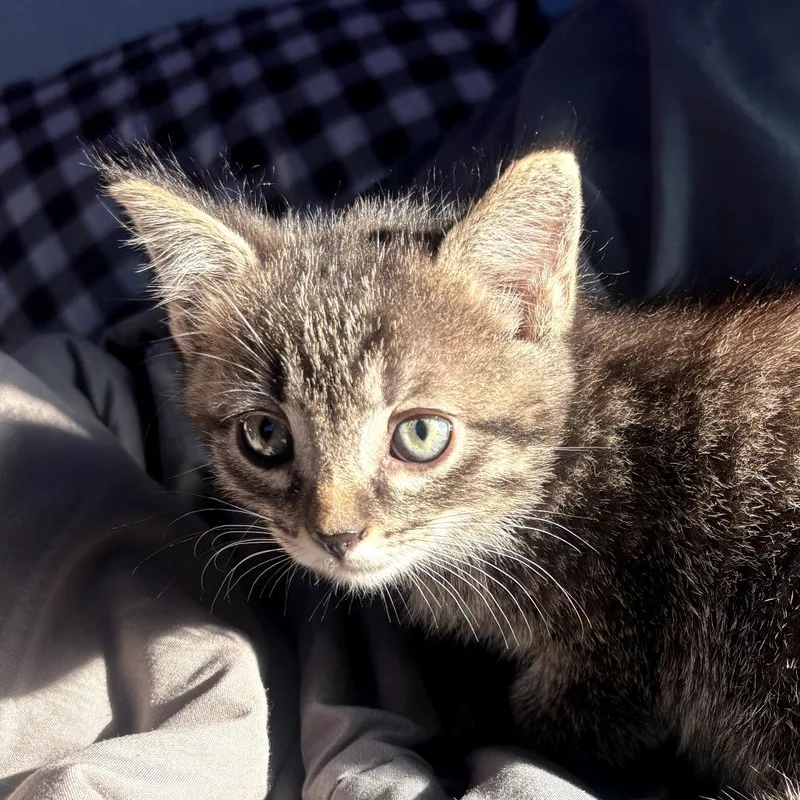 A baby small-sized male Brown / Chocolate Domestic Short Hair cat named Noki for adoption in Muncie, IN