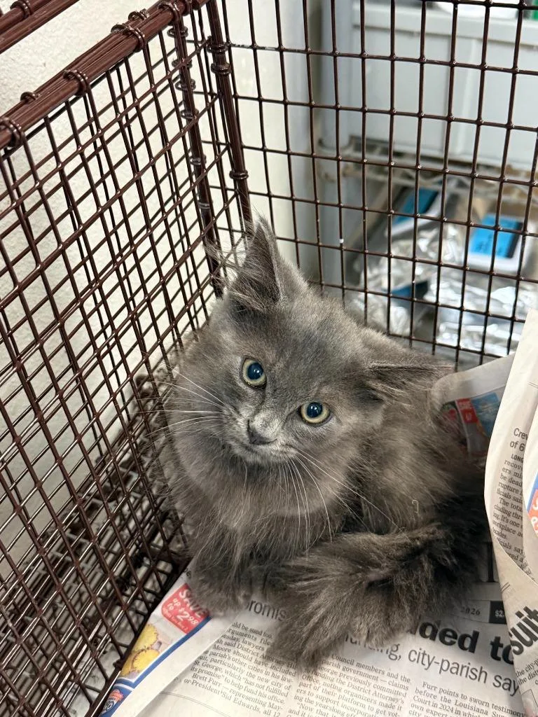 A baby medium-sized male Domestic Long Hair cat named C for adoption in Sorrento, LA