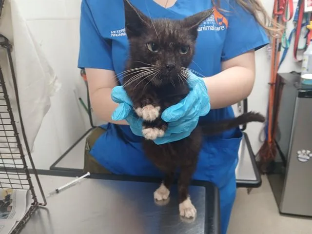 A baby small-sized male Domestic Short Hair cat named Scotch for adoption in Fort Lauderdale, FL