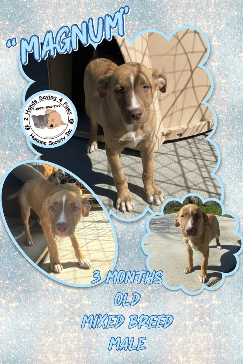 A baby small-sized male Tricolor (Brown, Black, & White) Labrador Retriever dog named Magnum for adoption in Thomson , GA