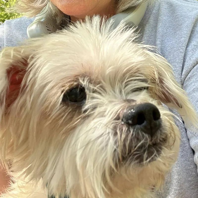 Lil Buddy thumbnail 2