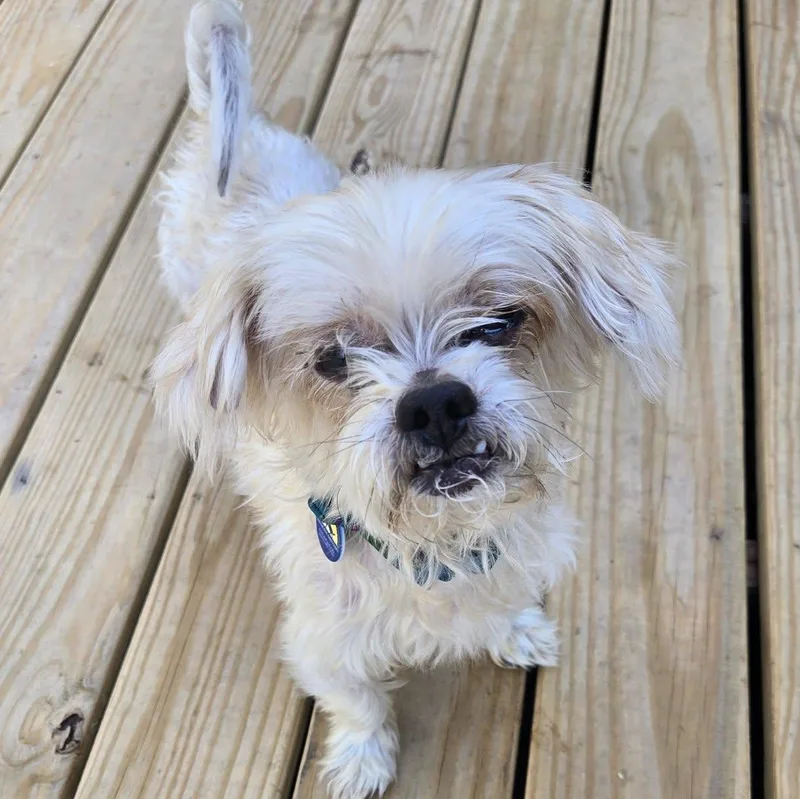An adult small-sized male Shih Tzu dog named Lil Buddy for adoption in Severn, MD