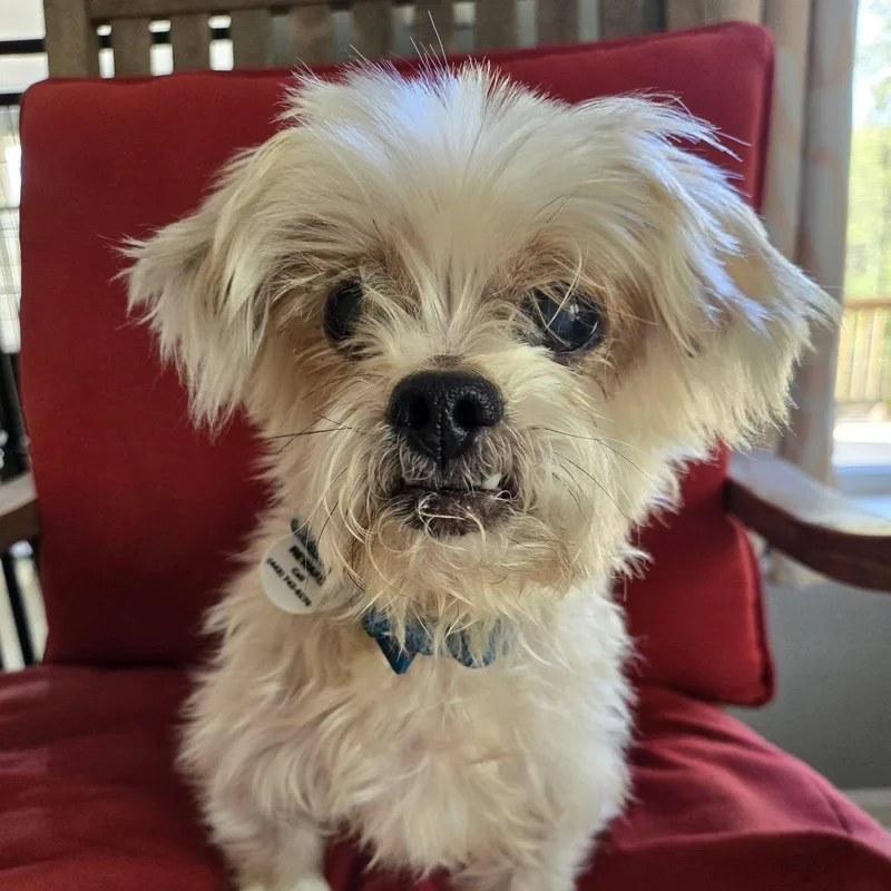 Lil Buddy thumbnail 3