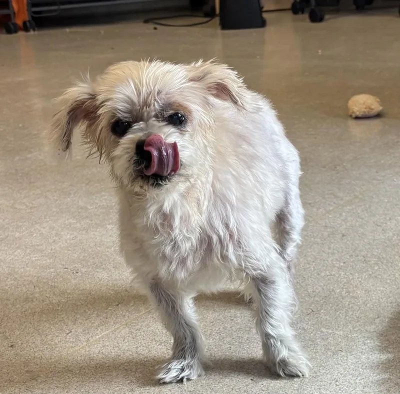 Lil Buddy thumbnail 4