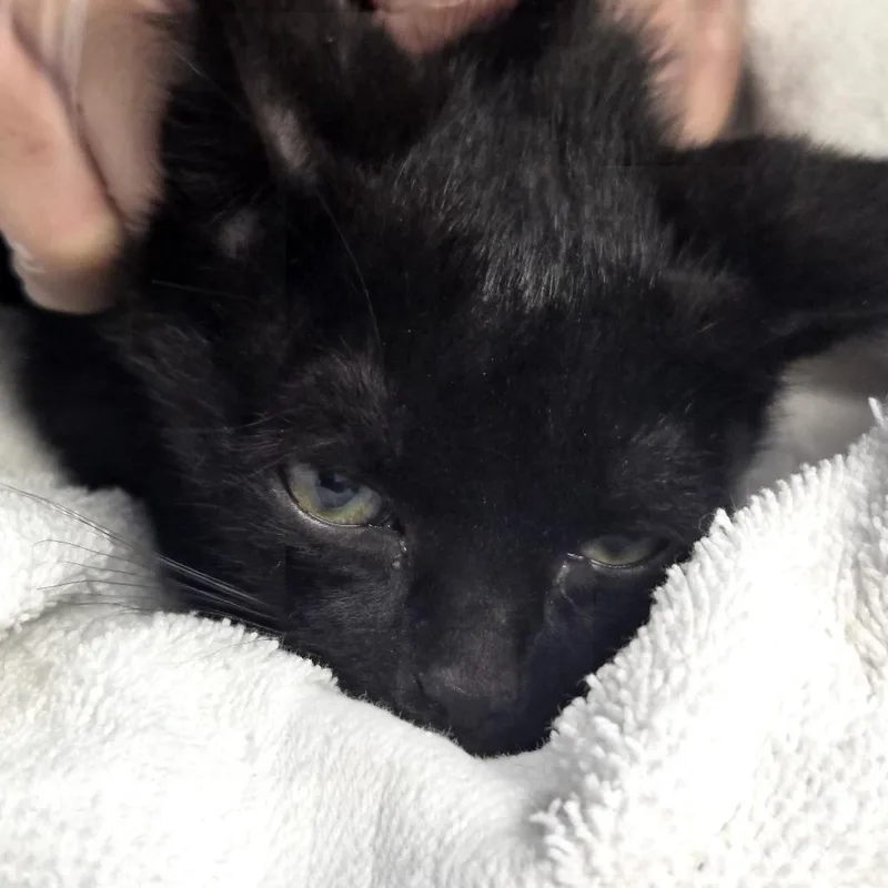 A baby small-sized male Black Domestic Short Hair cat named Dunn for adoption in Newark, NJ