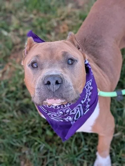 An adult medium-sized female English Bulldog dog named Clarice for adoption in Gulfport, MS
