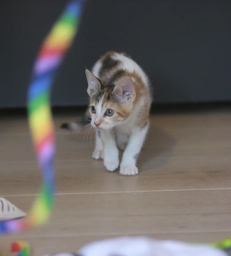 A baby small-sized female Domestic Short Hair cat named Twiggy & Goldie BONDED for adoption in Boca Raton, FL