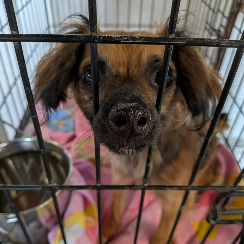 A young small-sized male Brown / Chocolate Mixed Breed dog named Leonard for adoption in Leander, TX
