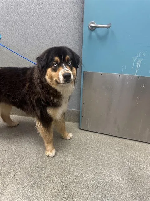 A young large-sized female Bernese Mountain Dog dog named Amora for adoption in Las Vegas, NV