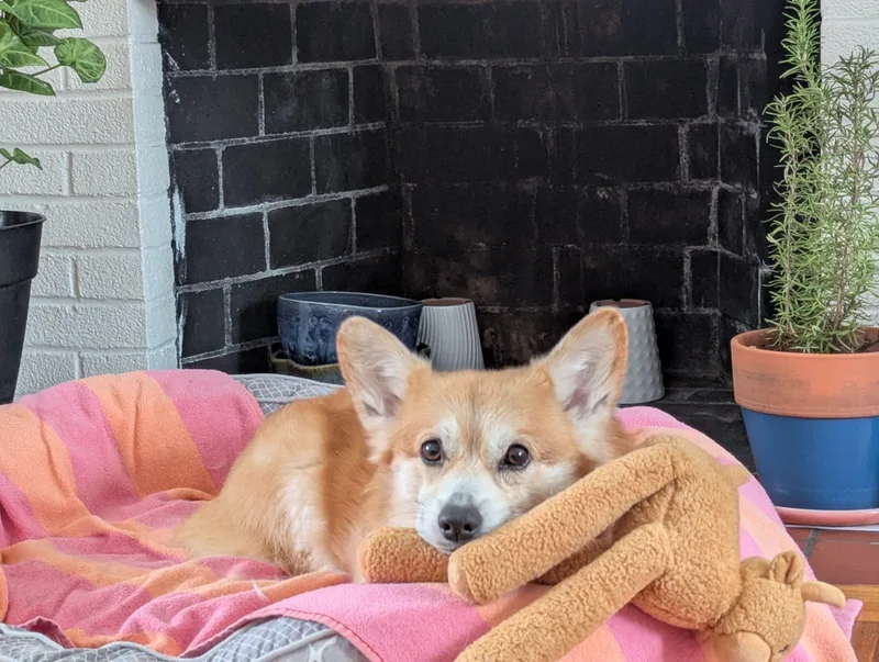 A senior medium-sized male Golden Pembroke Welsh Corgi dog named Buddy for adoption in Hudson, MA
