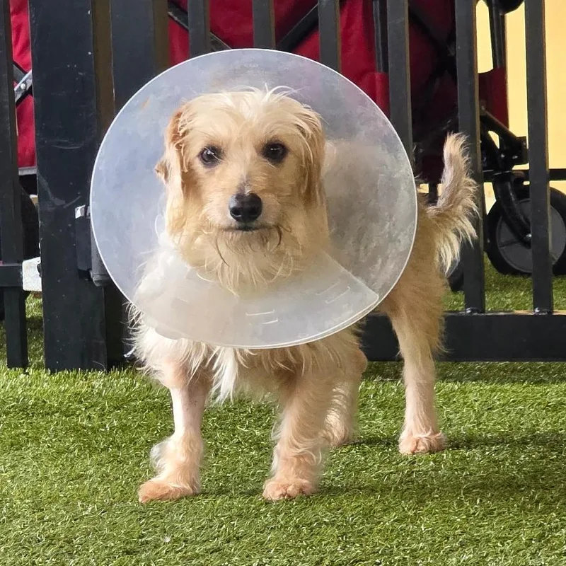 An adult small-sized female Brown / Chocolate Dachshund dog named Buffy for adoption in West Palm Beach, FL