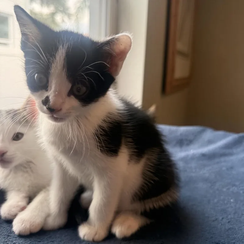A baby small-sized male White Domestic Short Hair cat named Dottie for adoption in Seminole, FL